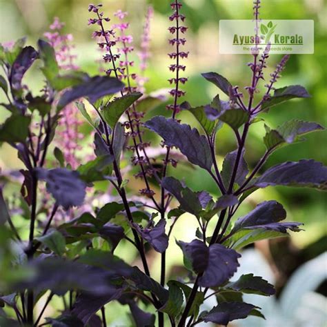 kerala tulasi all 60|Ocimum tenuiflorum .